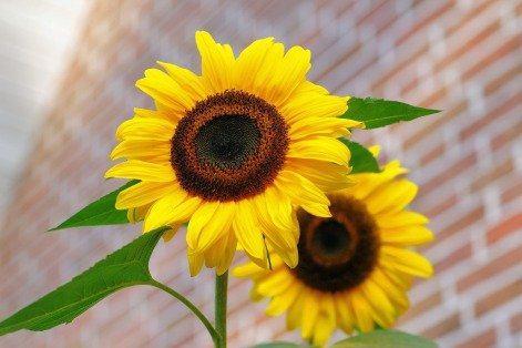 sunflower-448654_1920