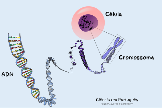 cromossoma-1