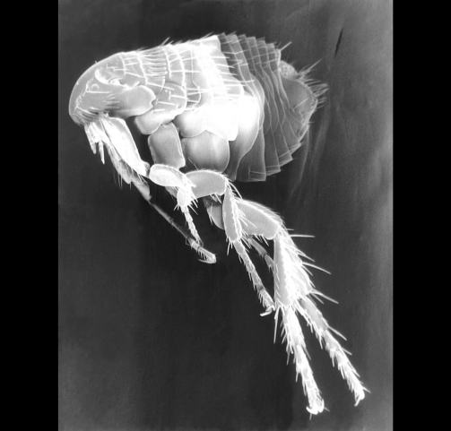 Scanning electron micrograph of a flea parasite plague vector